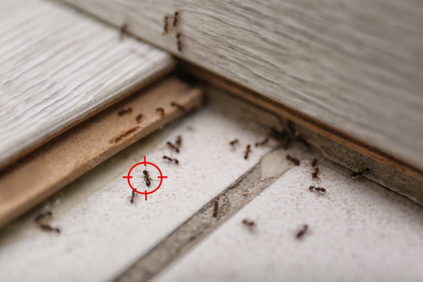 Best Insect Control  in Mendota Heights, MN